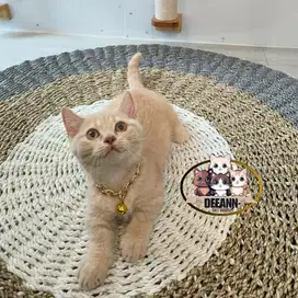Kucing Munchkin BSH (Line Import)