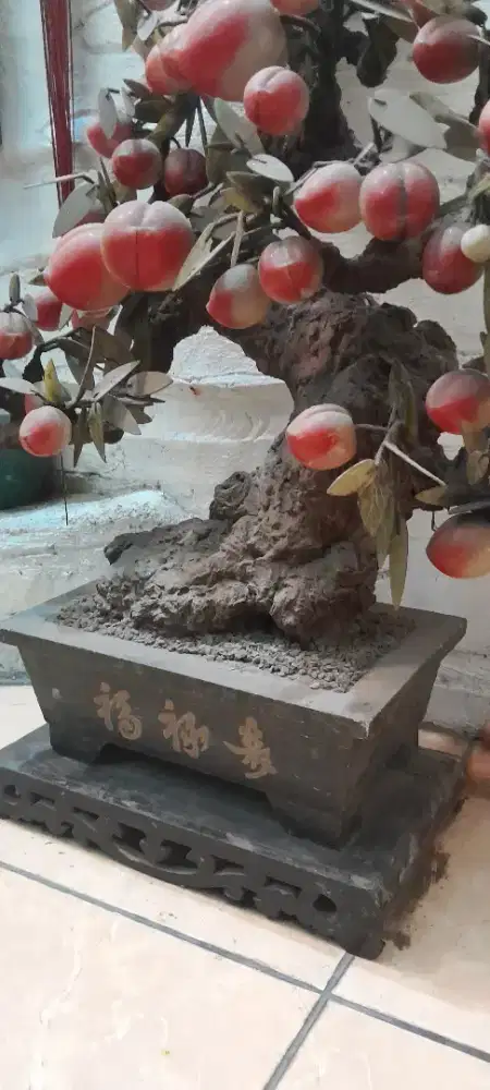 Pohon Giok Peach Persik 110cm