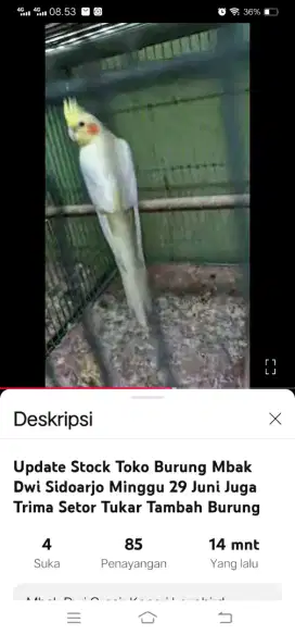 Burung falk jantan kuning mutiara lutino
