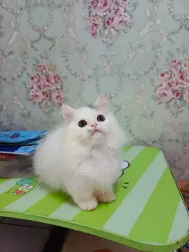 Kucing kitten Munchkin lucu blue van