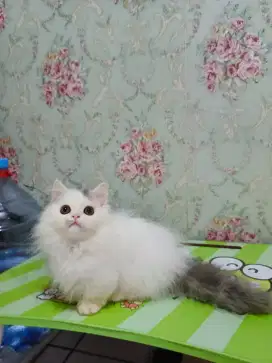Kucing kitten Munchkin lucu blue van