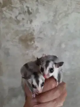 Sugar Glider White Face Joey