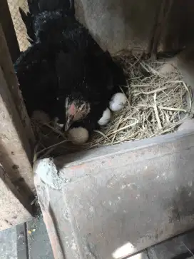 Jual indukan ayam bangkok silangan kampung bawa anak 5