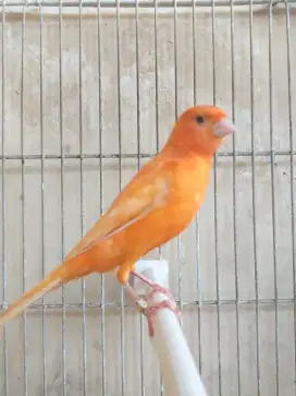 Kenari Spanish Timbrado x Red Intensive Gacor