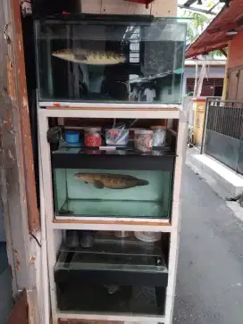 Chana/Gabus dan Rak aquarium 3 tingkat fulkset