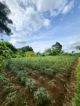 TANAH RANCAMAYA BOGOR BISA UNTUK HUNIAN 2 LOKASI