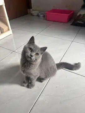 BSH Kitten Betina 4 Bulan