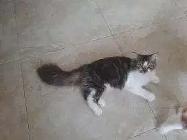 Lepas adop anak kucing persia