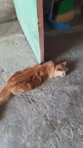 Lepas adop anak kucing