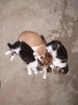 Lepas adop anak kucing