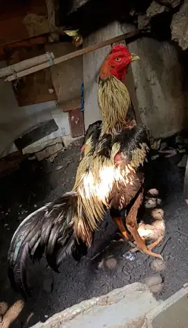 Ayam bangkok uk 5
