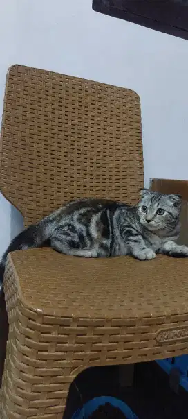 Scottish fold (munchkin ns) betina