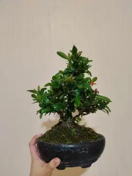 Bonsai Asoka Merah