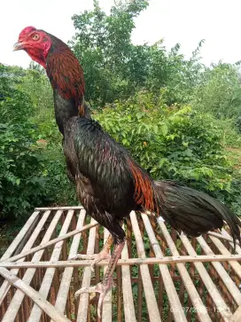 Ayam Bangkok muda janggaran