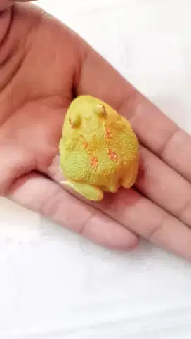 Baby Pacman frog Albino 4spot (Pikachu)