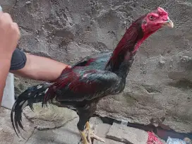 Ayam Bangkok phakoy
