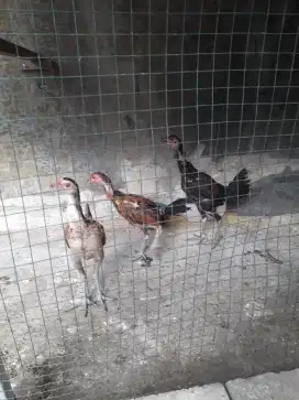 Jual Ayam Bangkok Murah