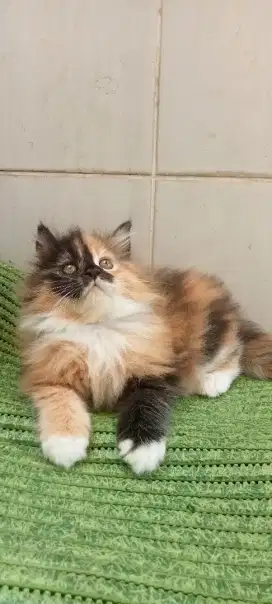 Persia kitten betina