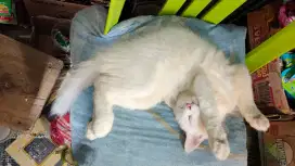 Kucing persia pejantan 5 bulan kitten
