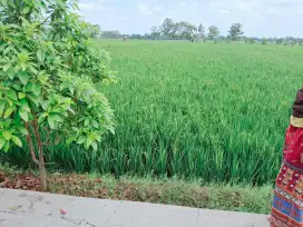 Dijual sawah tepi jalan utama tasikmadu