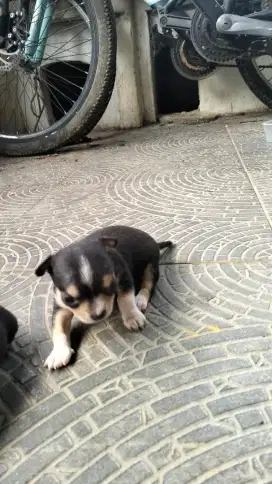 Dijual Anak Chihuahua