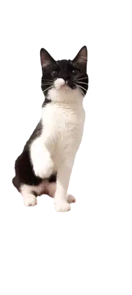 Anak kucing British Shorthair mix Persian