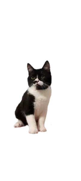 Anak Kucing BSH mix Persian