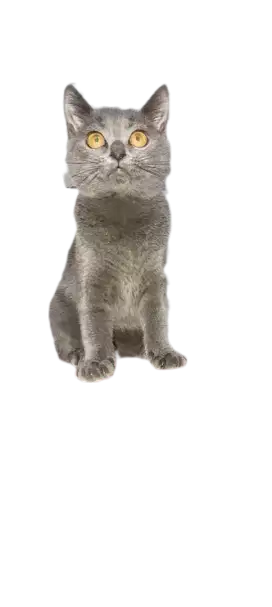 Kucing British Shorthair Blue Solid