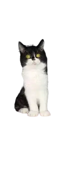 Kucing BSH mix Persian