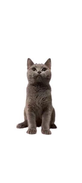 Anak Kucing BSH Blue Solid