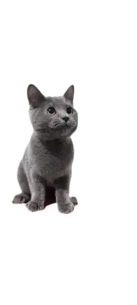 Anak Kucing BSH Blue Solid