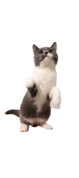 Anak Kucing British Shorthair BSH Bi-Color