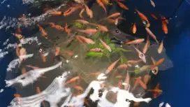 Ikan nila merah murah meriah ukuran 8-10cm,khusus GO-SEND,tdk bisa cod