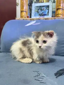 Munchkin gaelic cebol betina murah