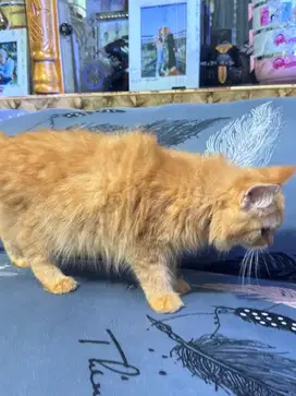 Kucing jantan persia