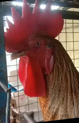 AYAM PELUNG JANTAN DEWASA WARNA JALI