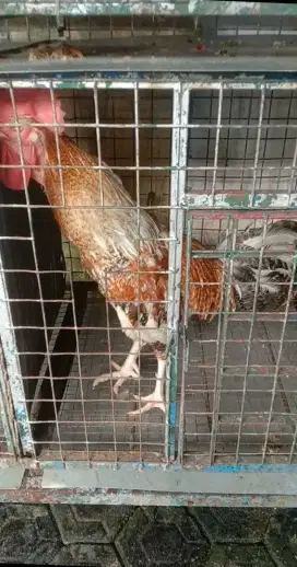 Ayam Pelung Dewasa