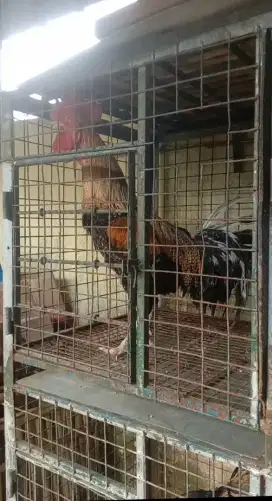 Ayam Pelung Jali Dewasa