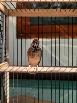 Blackthroat bostwana jantan