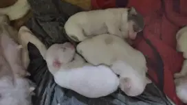 Chihuahua size mini