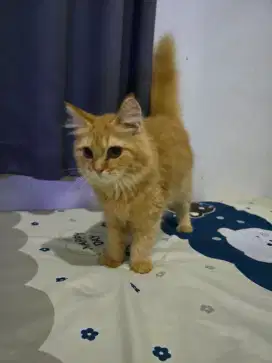 Kucing jantan persia murah