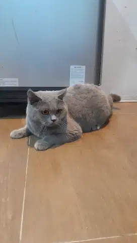 Kucing BSH jantan