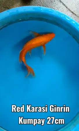 Koi kumpay Red Karasi Ginrin 28cm