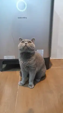Kucing Kitten BSH Jantan