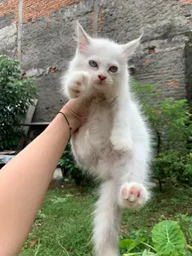 Kitten Persia Betina