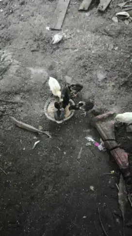 Jual indukan ayam bangkok silangan kampung bawa anak 5 ekor