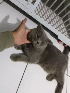Di jual BSH 2th