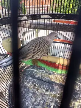 Tekukur leopard kuk 2 dewasa