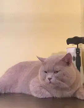 KUCING BRITISH SHORTHAIR BSH LILAC PED INTER