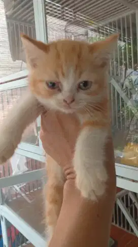 Kucing kitten flat noise